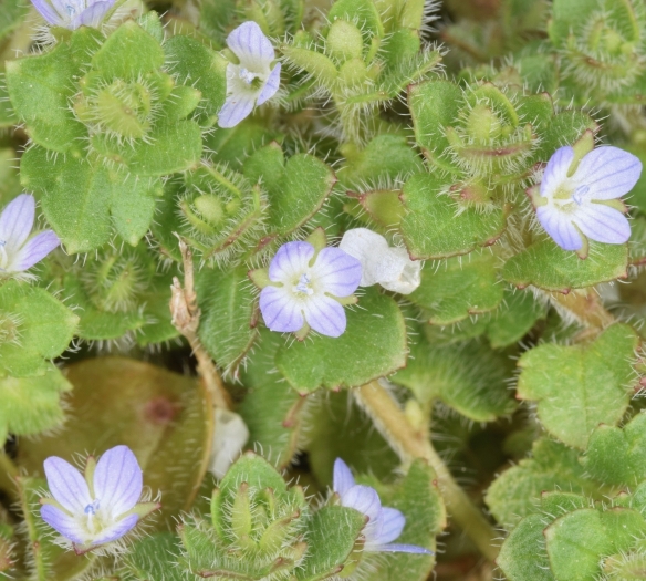 Veronica hederifolia image