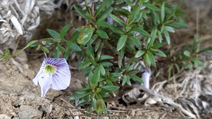 Veronica linifolia image