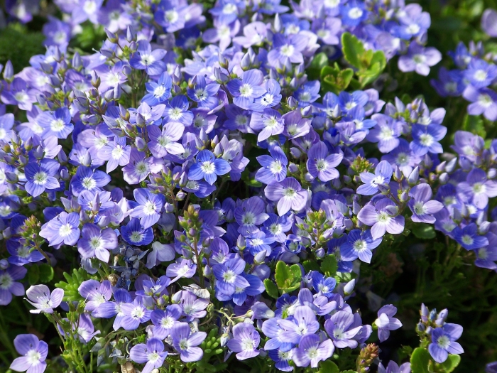 Veronica liwanensis image