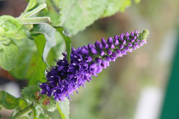 Veronica longifolia image