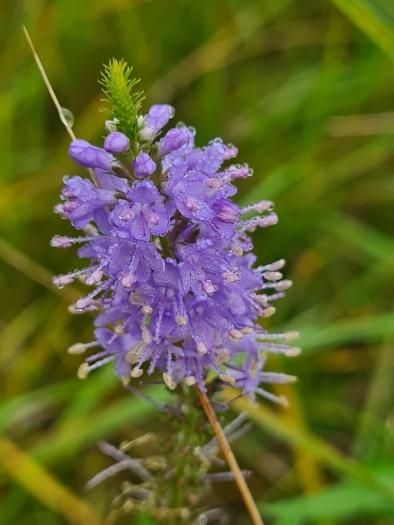Veronica maritima image