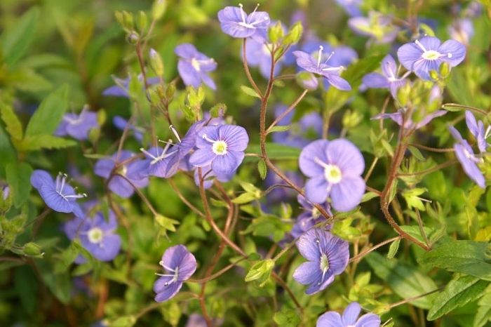 Veronica peduncularis image