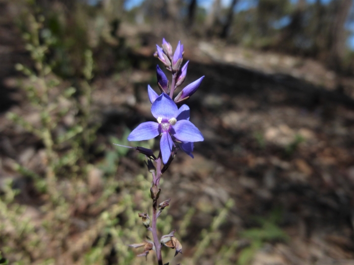Veronica perfoliata image