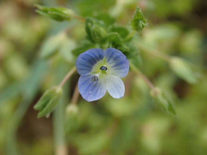 Veronica persica image