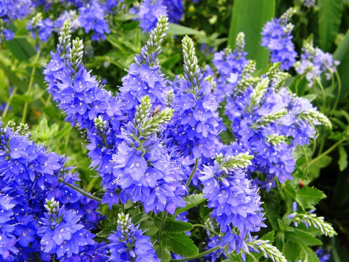 Veronica prostrata image