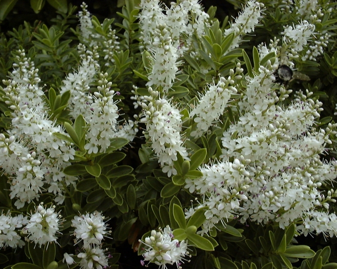 Veronica rakaiensis image