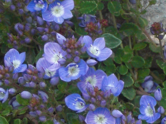 Veronica repens image