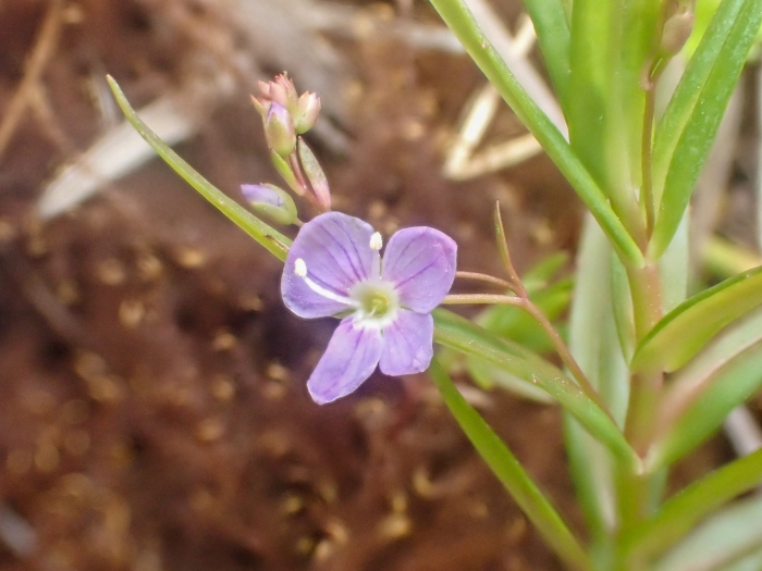 Veronica scutellata image