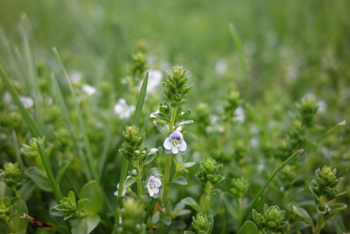 Veronica serpyllifolia image