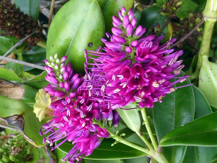 Veronica speciosa image