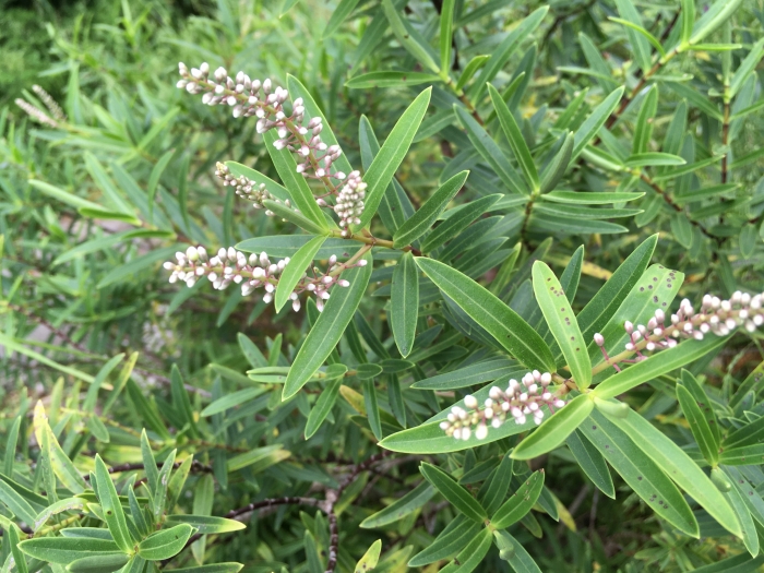 Veronica strictissima image