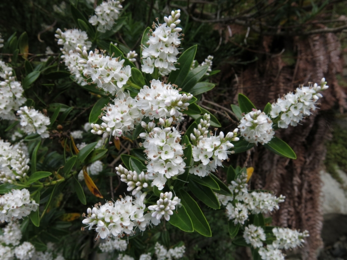 Veronica subalpina image