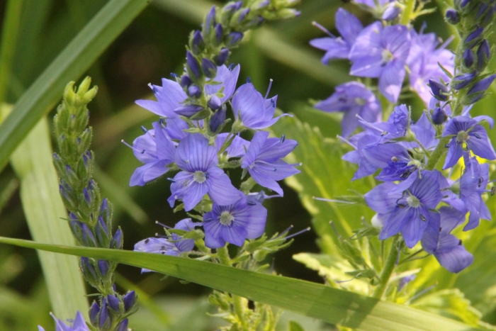 Veronica teucrium image