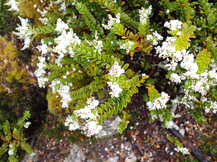 Veronica vernicosa image