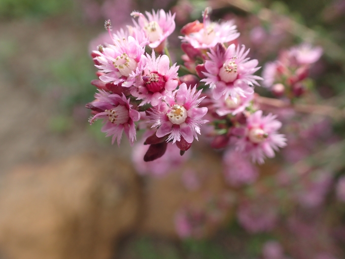 Verticordia plumosa image