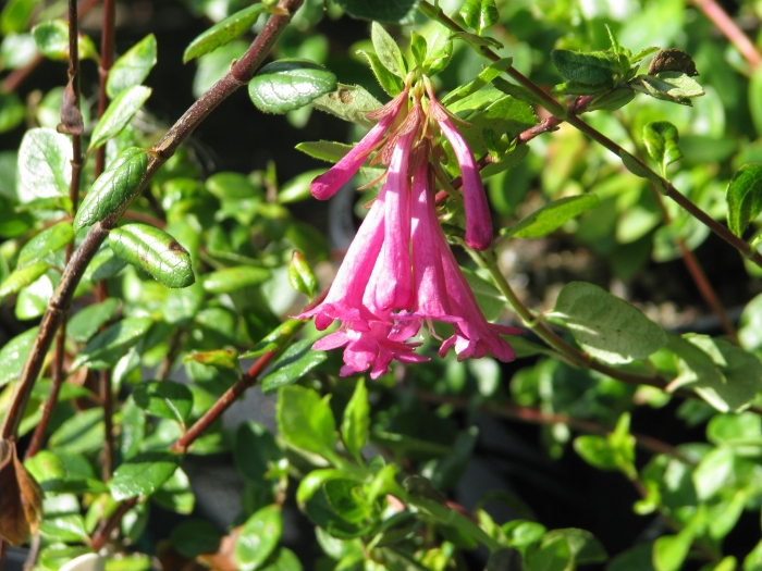 Vesalea floribunda image