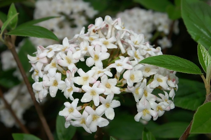Viburnum ×burkwoodii image