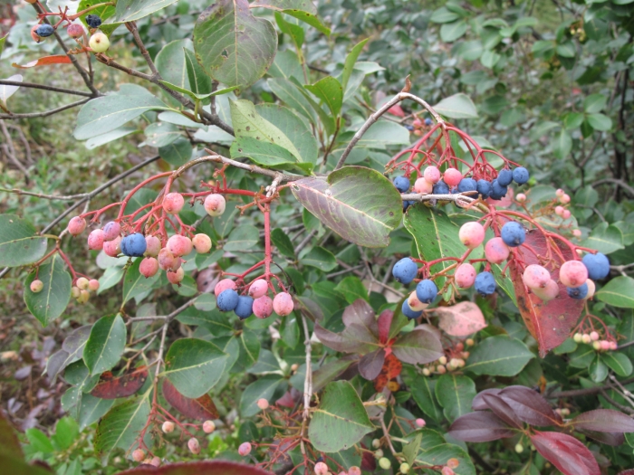 Viburnum cassinoides image