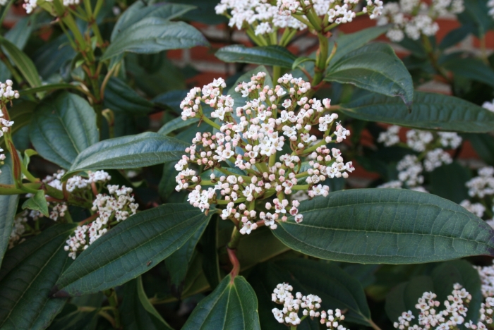 Viburnum davidii image