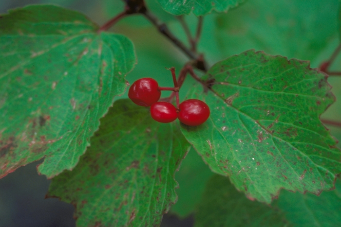 Viburnum edule image