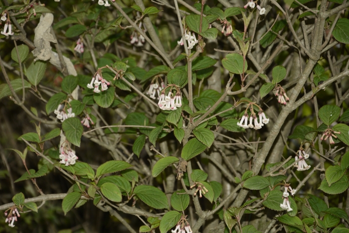 Viburnum erubescens image