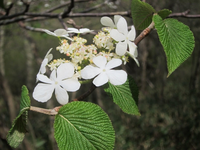 Viburnum furcatum image