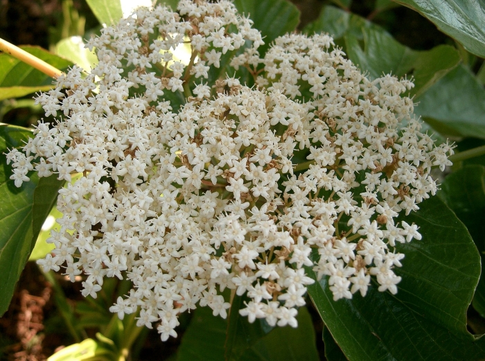 Viburnum japonicum image