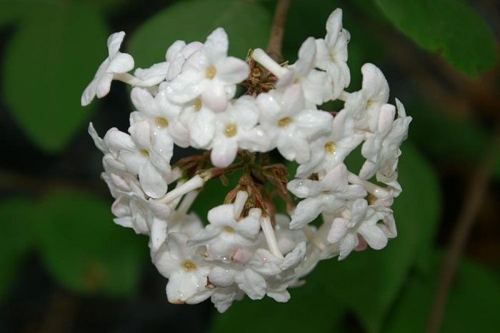 Viburnum ×juddii image