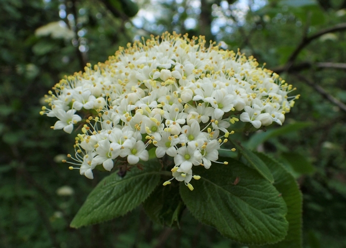 Viburnum lantana image
