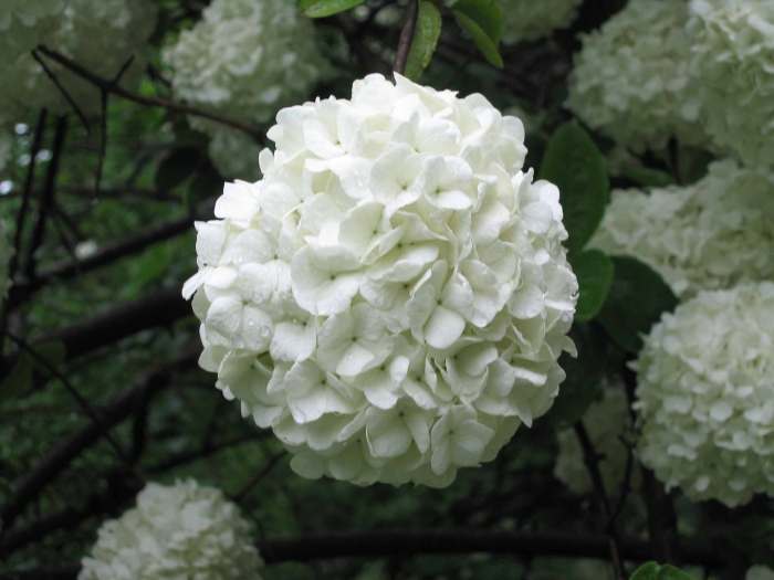 Viburnum macrocephalum image