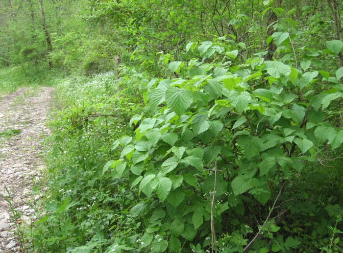 Viburnum molle image