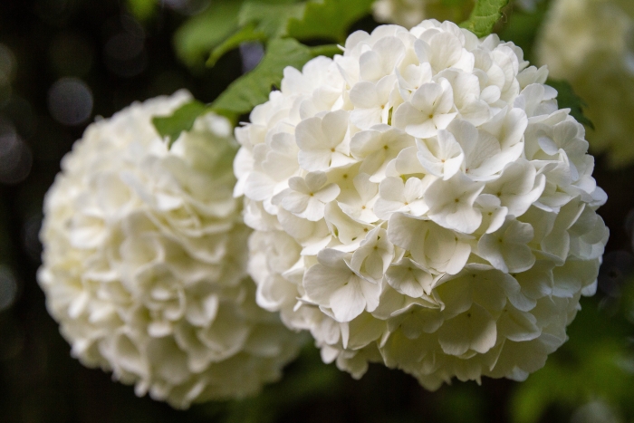 Viburnum opulus image