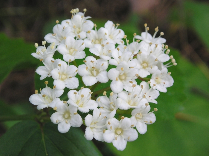 Viburnum rafinesquianum image