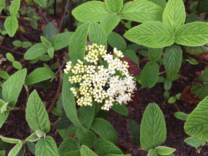 Viburnum ×rhytidophylloides image
