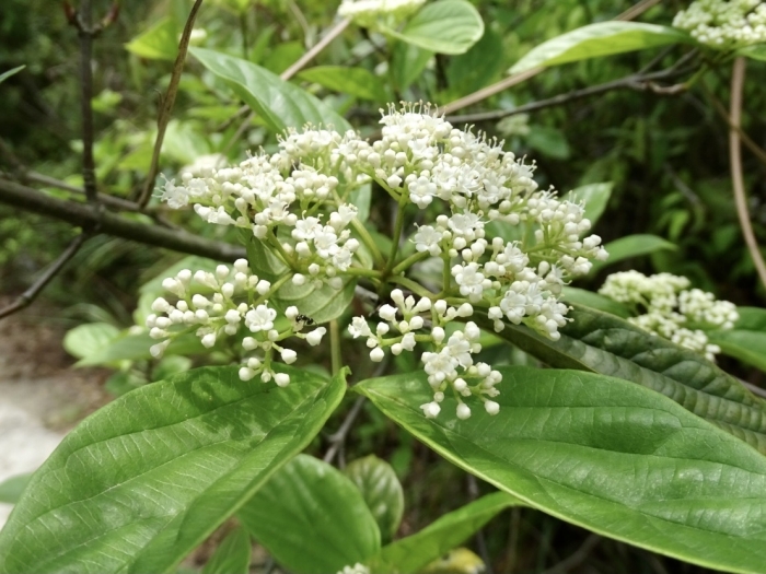 Viburnum sempervirens image