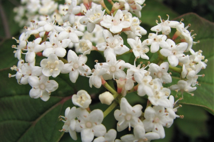 Viburnum setigerum image