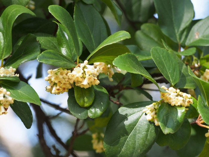 Viburnum suspensum image