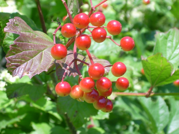Viburnum trilobum image