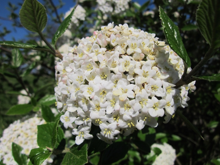 Viburnum utile image