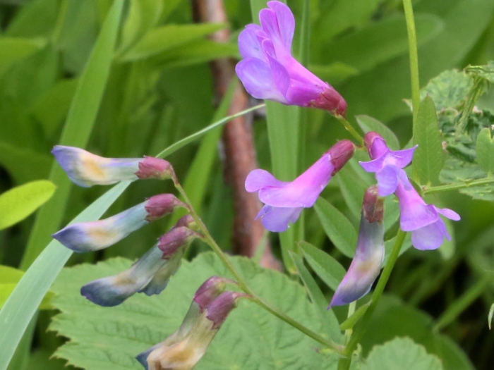 Vicia americana image