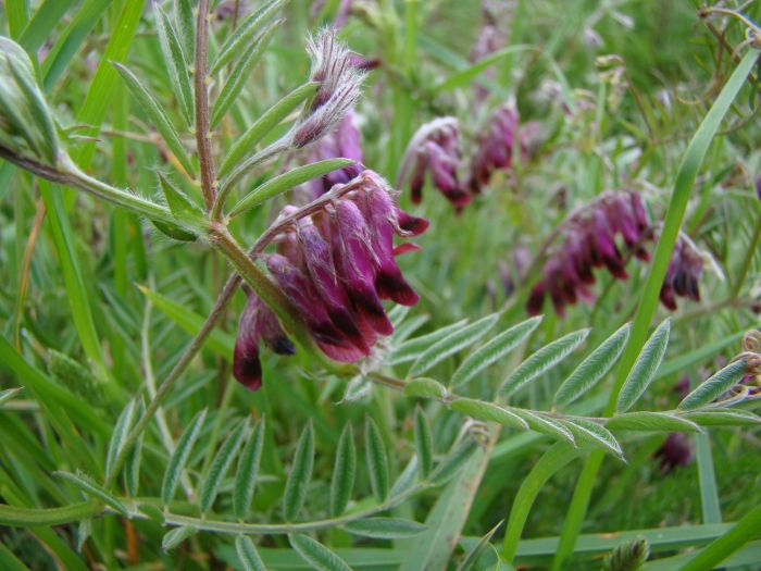 Vicia benghalensis image