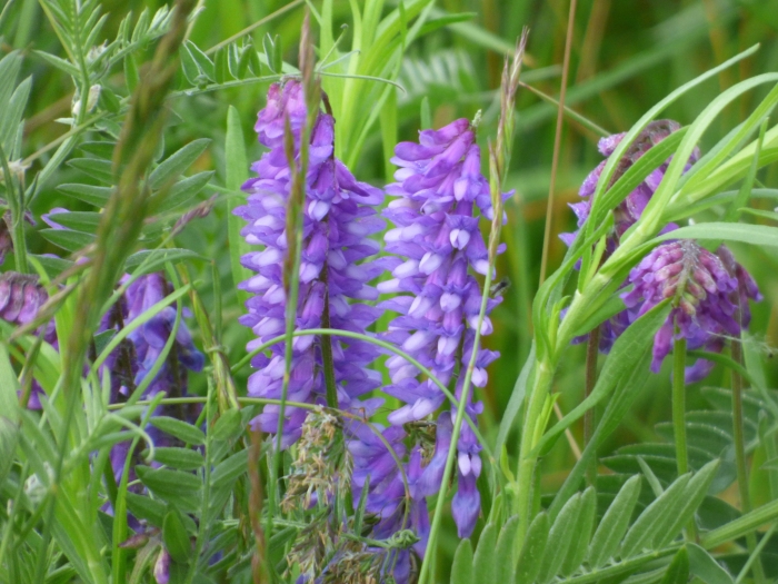 Vicia cracca image