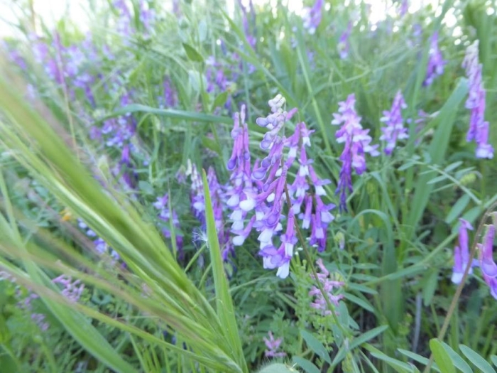 Vicia lens image
