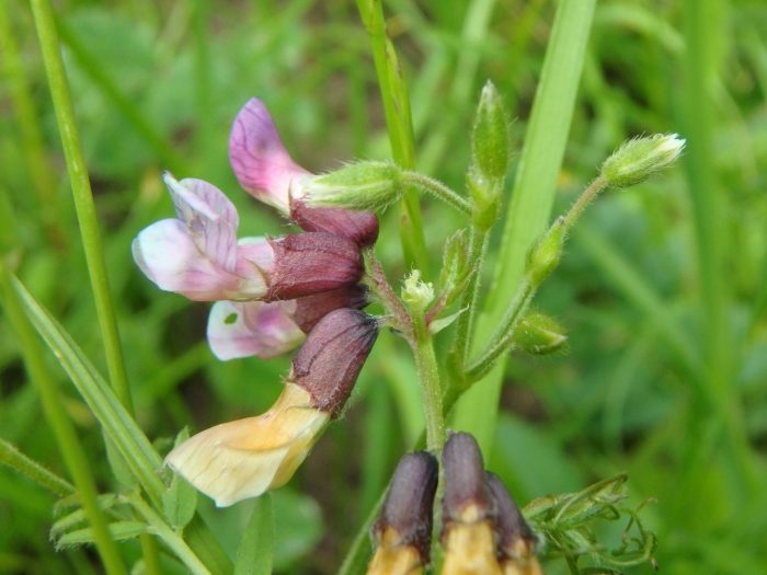 Vicia sepium image