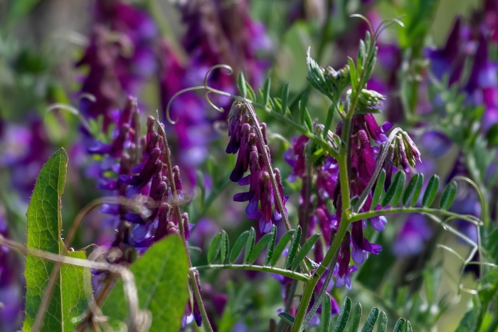 Vicia villosa image