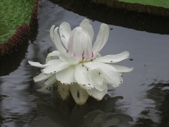 Victoria amazonica image