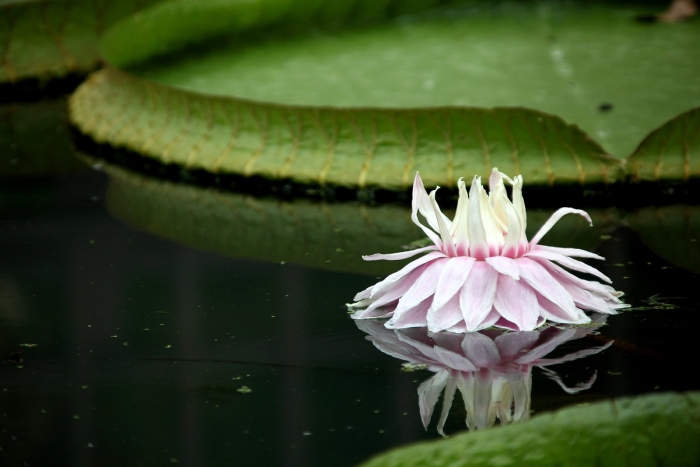 Victoria cruziana image