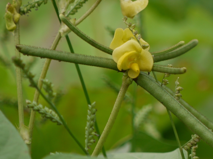 Vigna radiata image