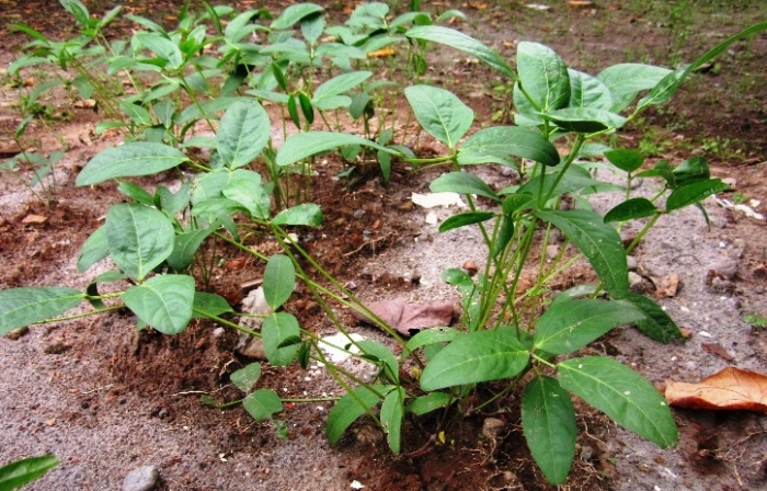 Vigna subterranea image