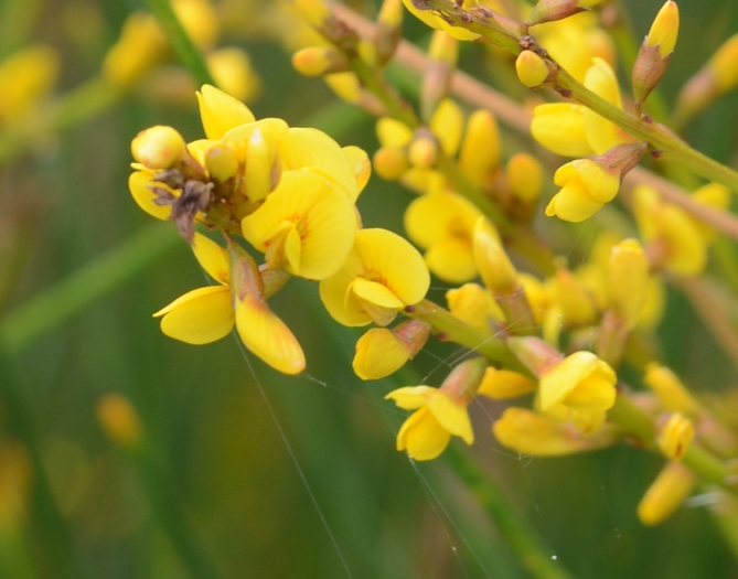 Viminaria juncea image